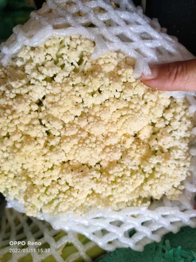 松花菜陕西基地直供一手货源品质保证诚信经营！