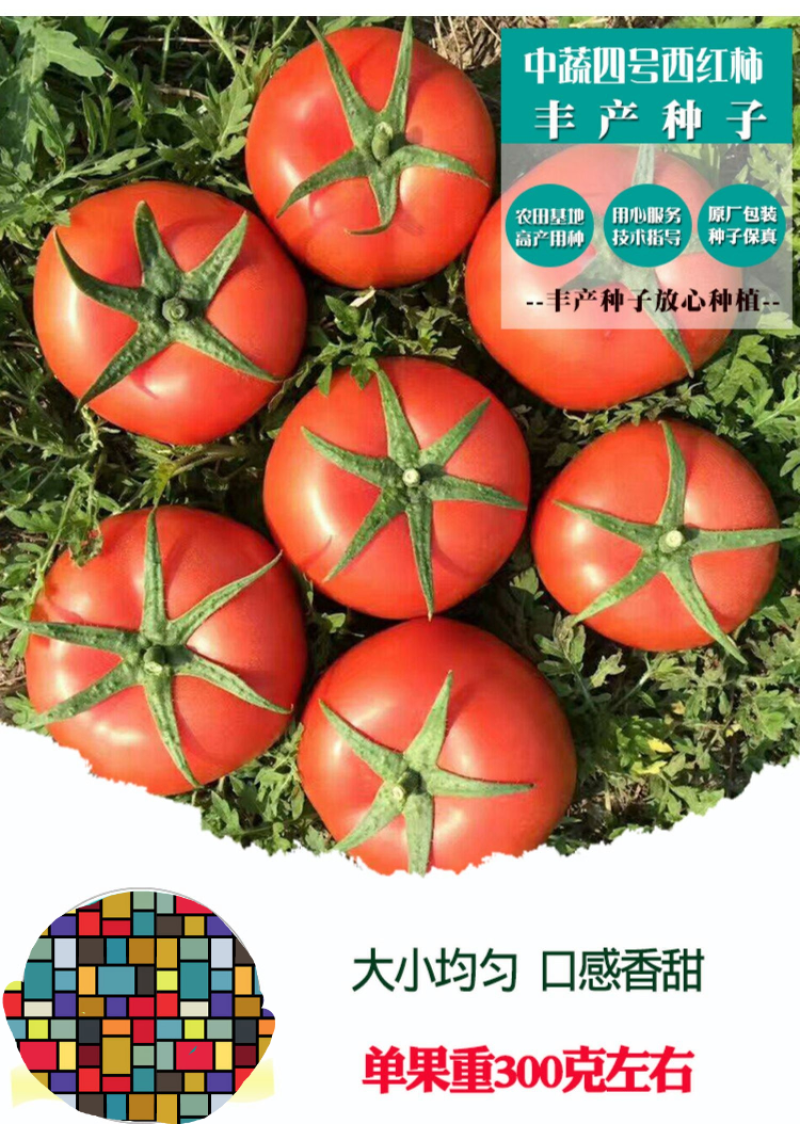 【热销推荐】中蔬四号西红柿种子果色粉红番茄种子西红柿种籽