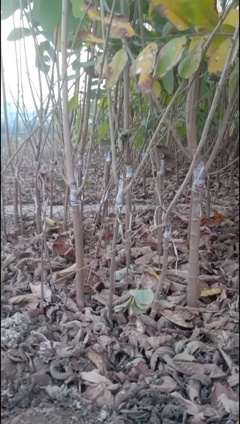 凤梨释迦果苗，苗大粗实，根系发达！
