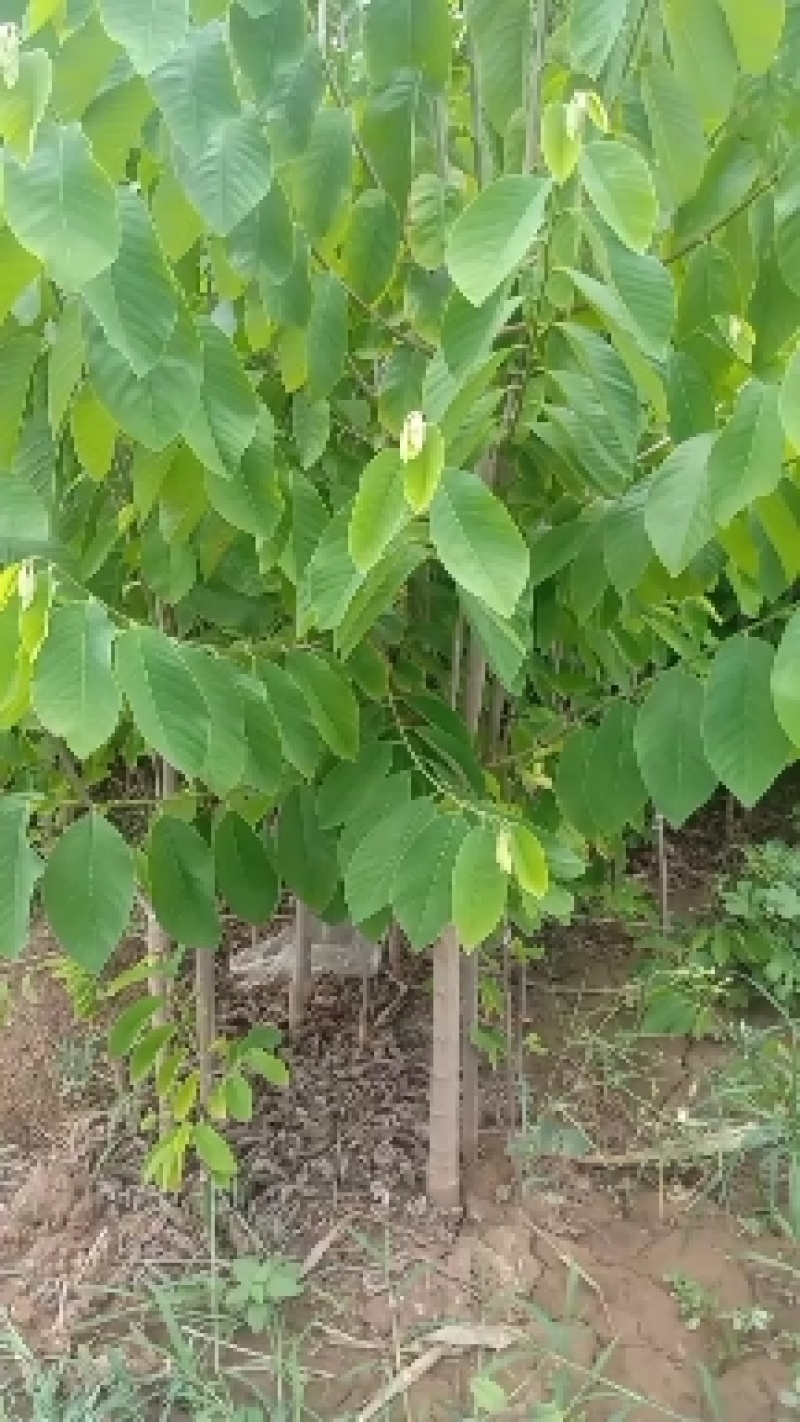 凤梨释迦果苗，苗大粗实，根系发达！