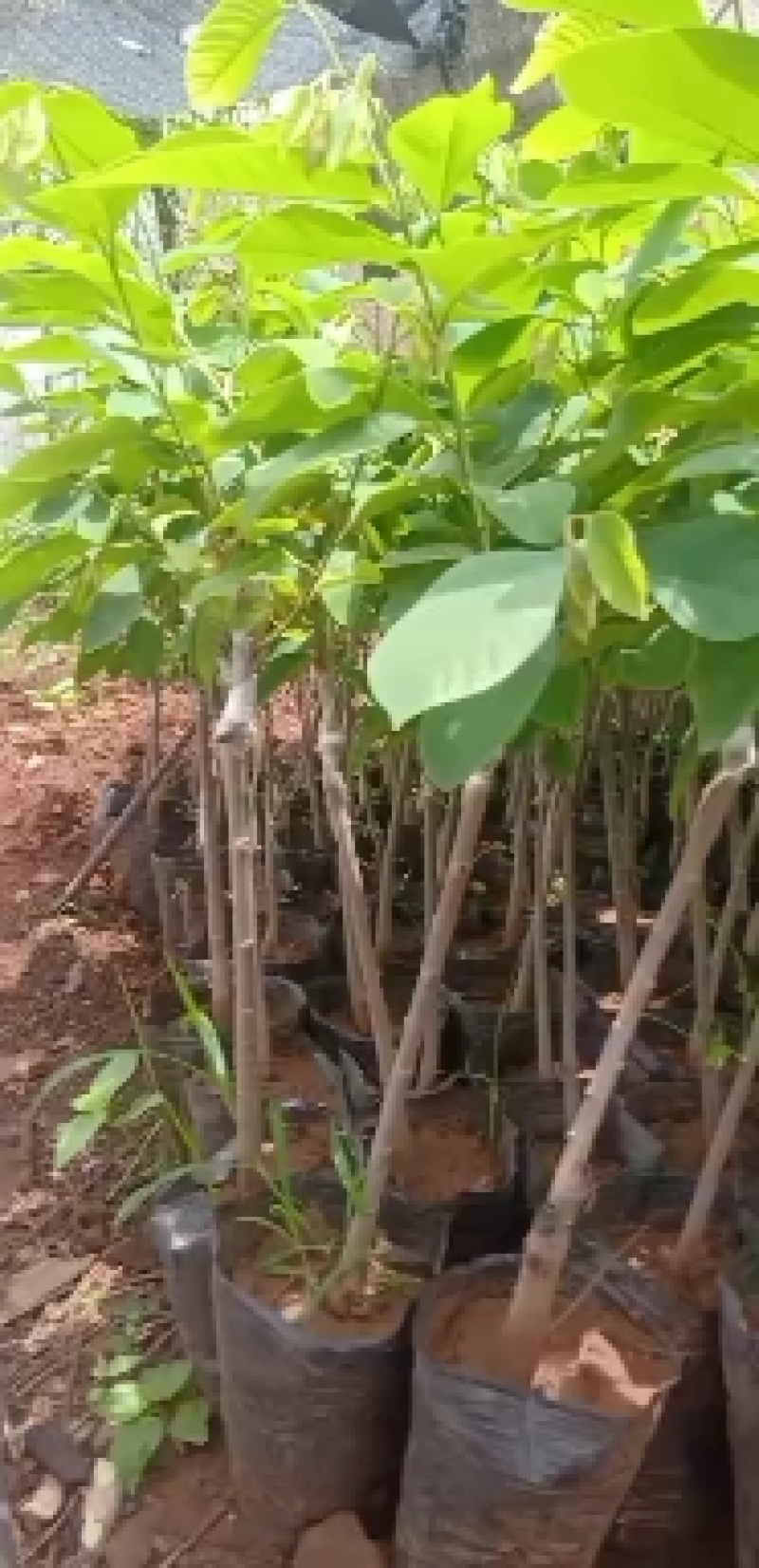 凤梨释迦果苗，苗大粗实，根系发达！