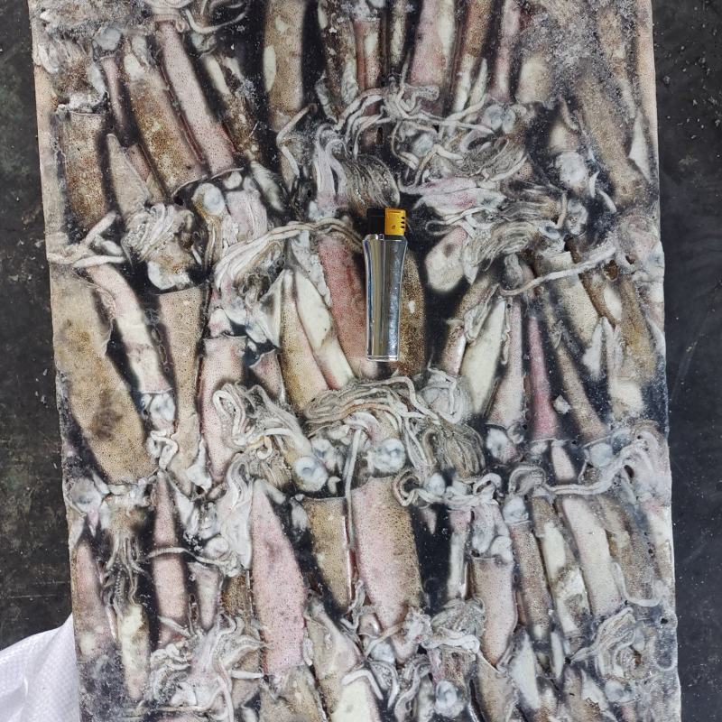 笔管鱼，鱼曾，小鱿鱼，阿根廷2M，火锅自助，市场销售