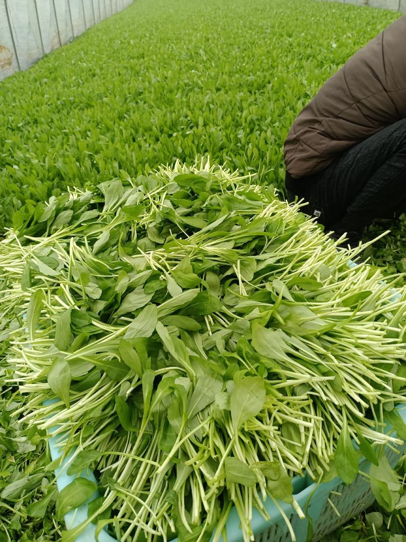 马兰头，蔬菜，野菜特菜，马兰头