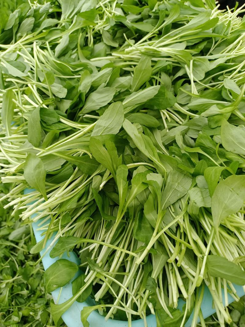 马兰头，蔬菜，野菜特菜，马兰头