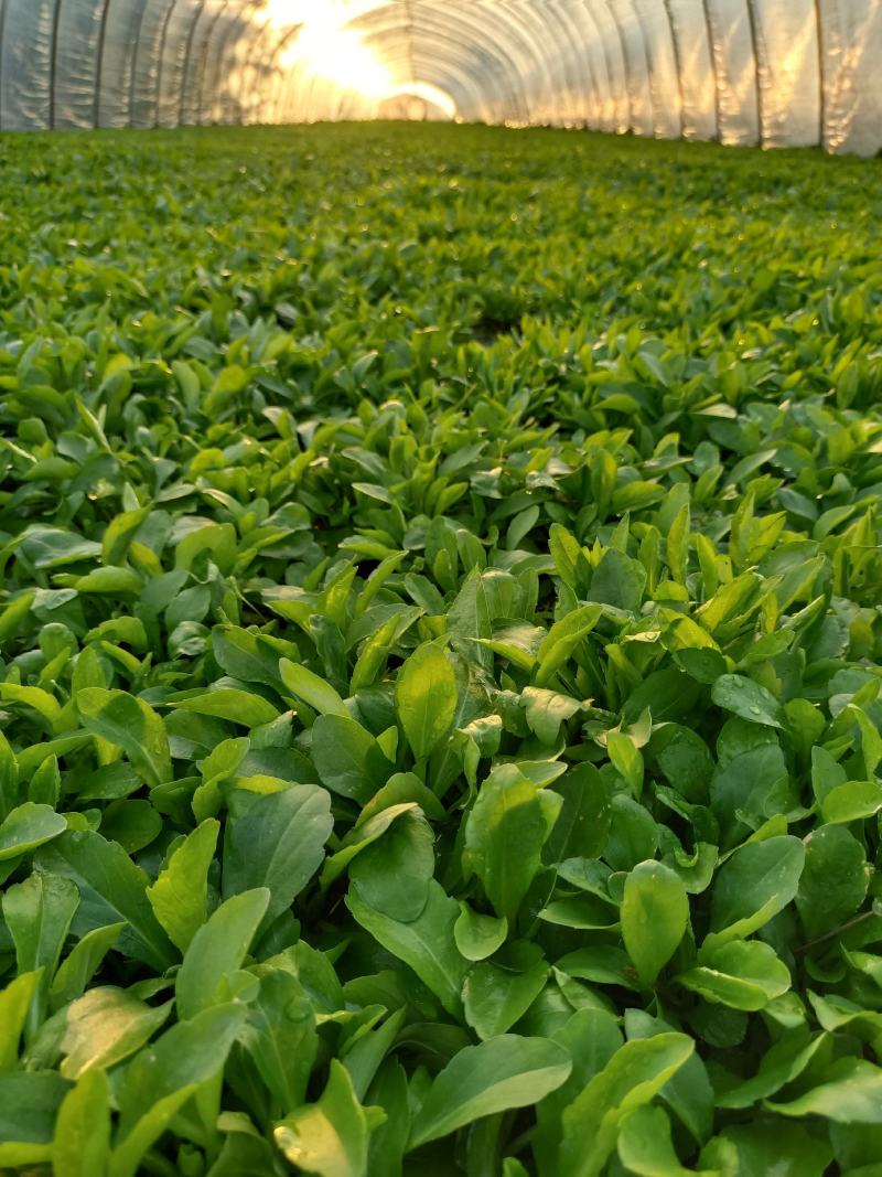 马兰头，蔬菜，野菜特菜，马兰头