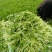马兰头，蔬菜，野菜特菜，马兰头