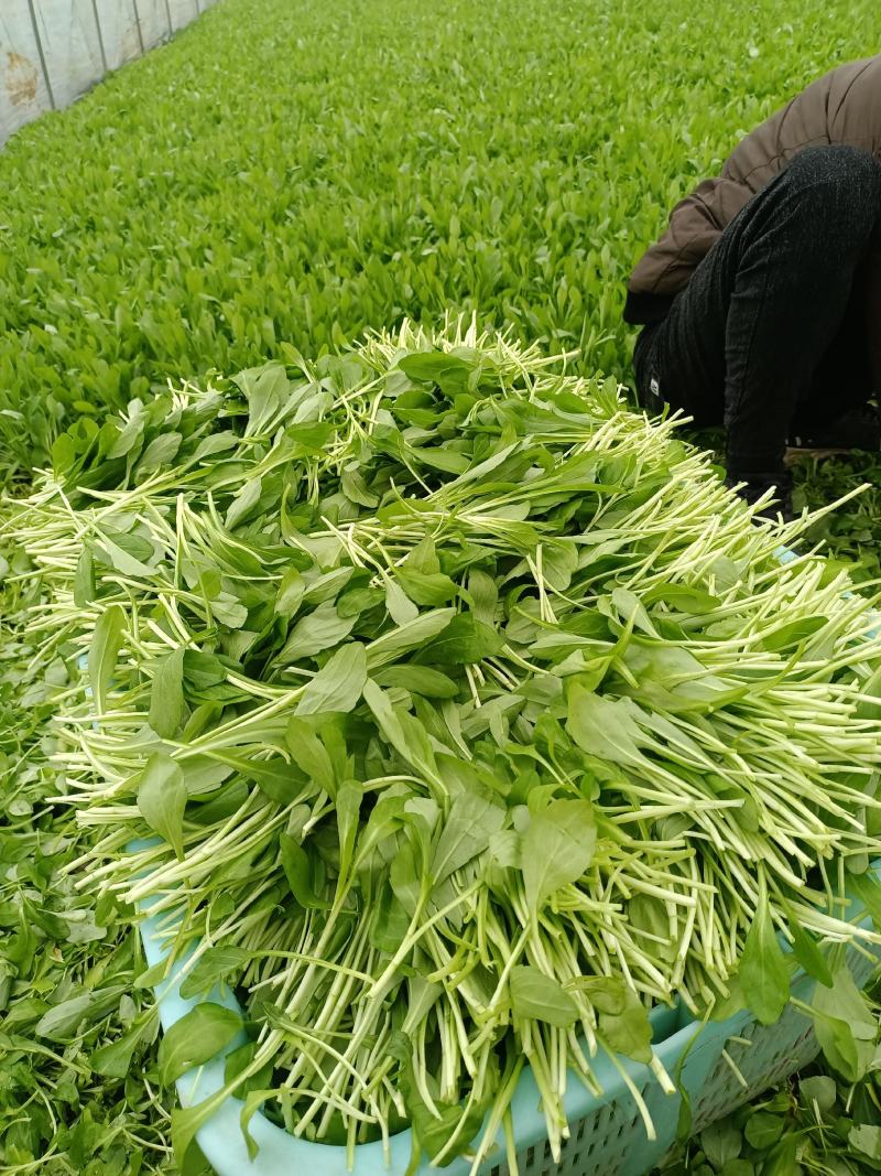 马兰头，蔬菜，野菜特菜，马兰头