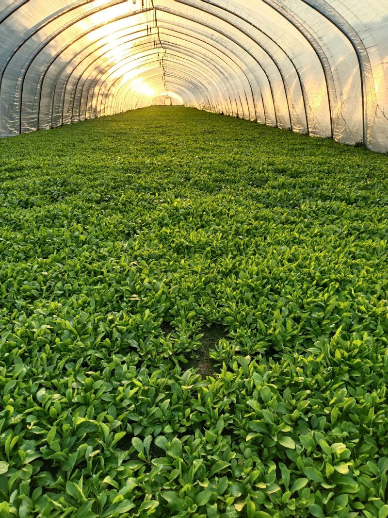 马兰头，蔬菜，野菜特菜，马兰头