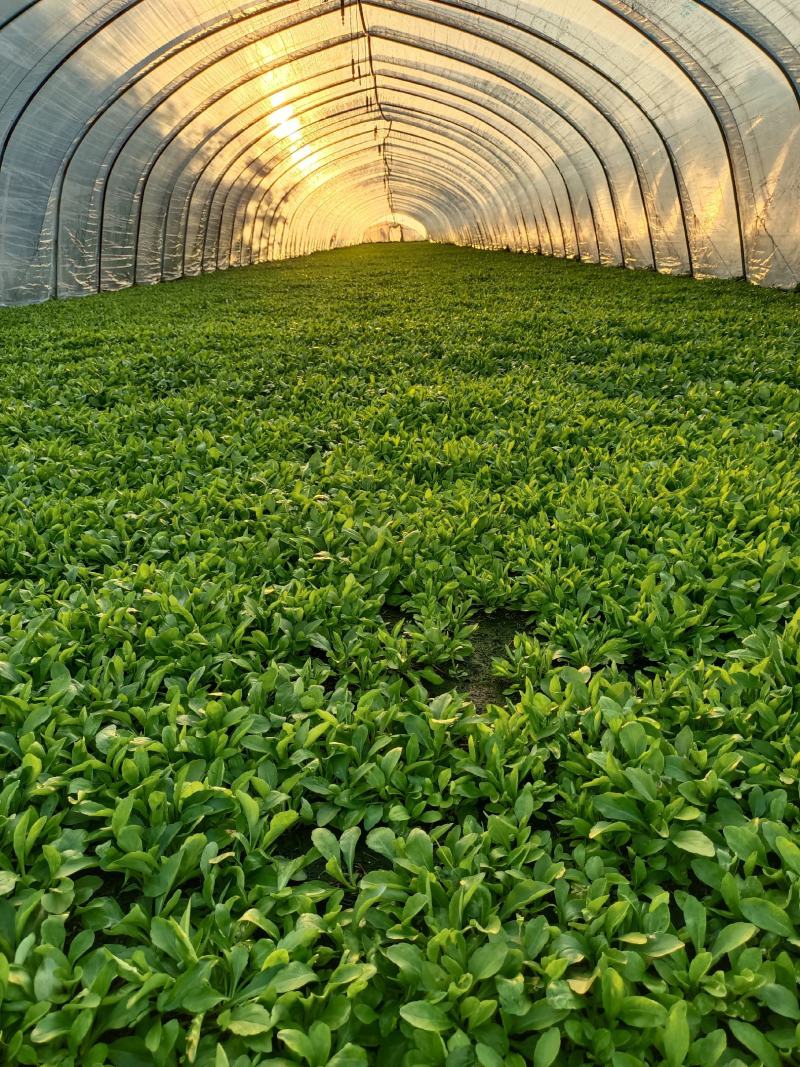 马兰头，蔬菜，野菜特菜，马兰头