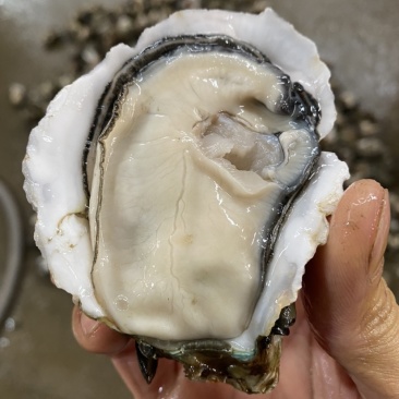 台山生蚝批发