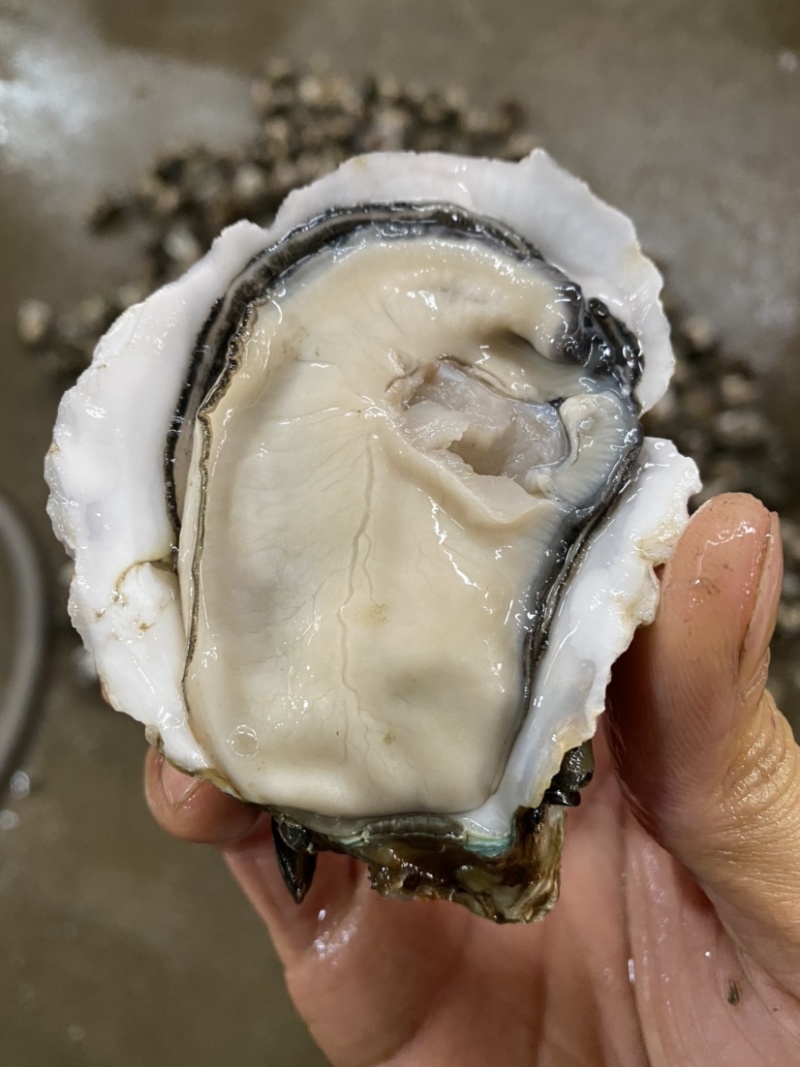 台山生蚝批发