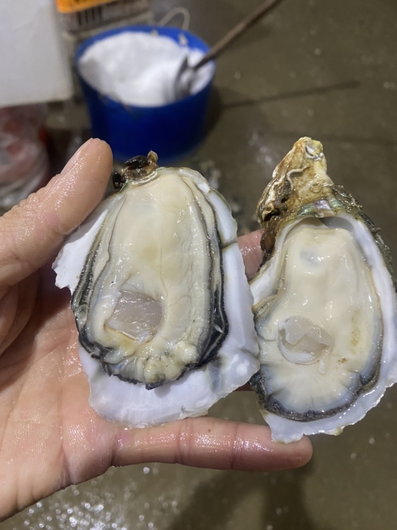 台山生蚝批发
