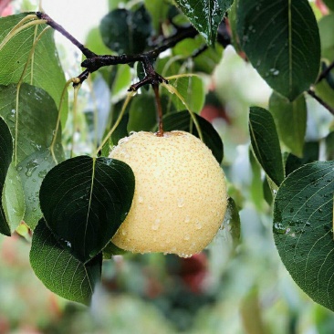 山西贡梨纯甜发市场实力代办代收代发水果店批
