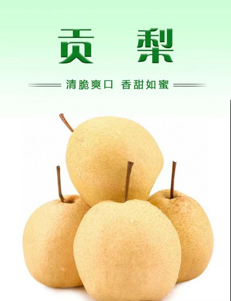 山西贡梨纯甜发市场实力代办代收代发水果店批