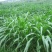 多年生黑麦草种子四季播种牧草草籽高产养殖生命力强