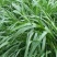 多年生黑麦草种子四季播种牧草草籽高产养殖生命力强