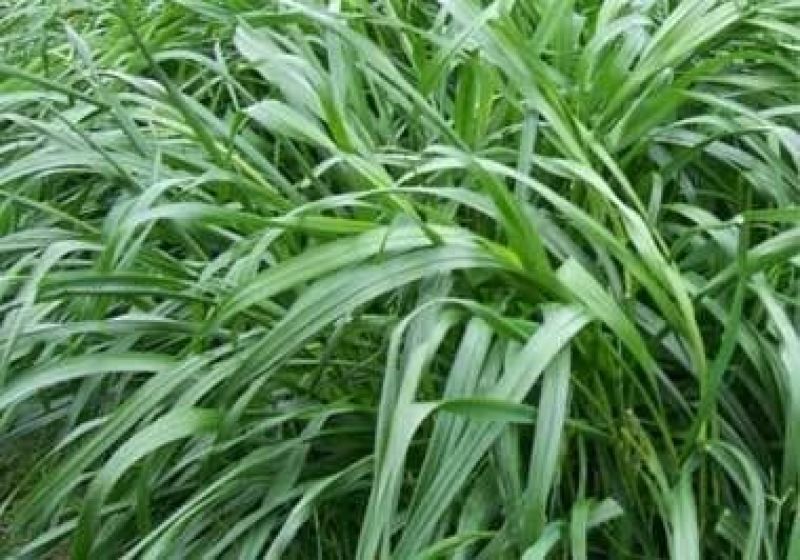 多年生黑麦草种子四季播种牧草草籽高产养殖生命力强