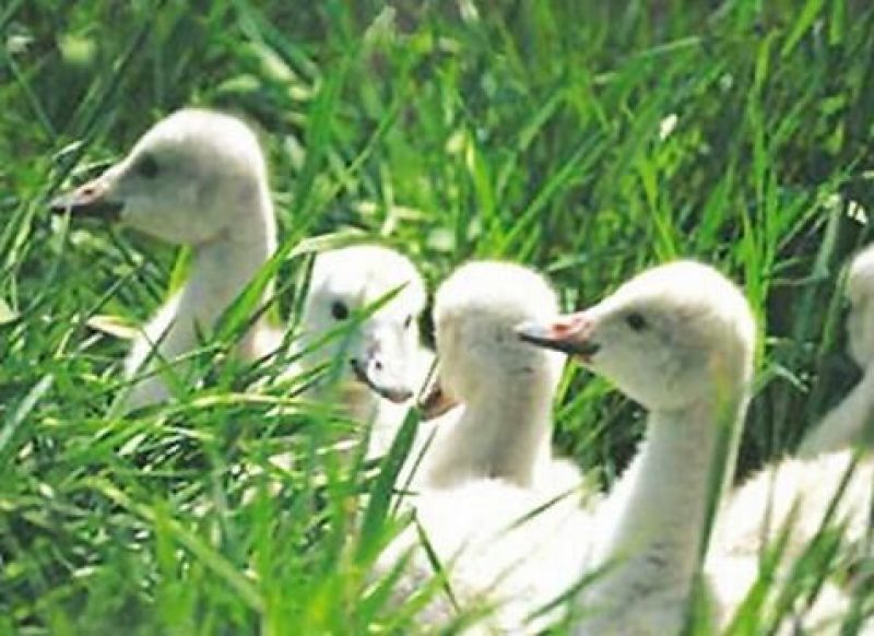多年生黑麦草种子四季播种牧草草籽高产养殖生命力强