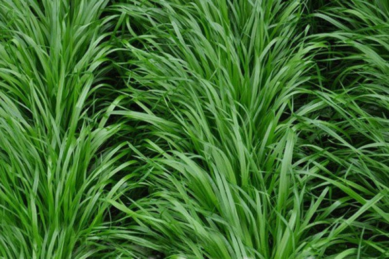 多年生黑麦草种子四季播种牧草草籽高产养殖生命力强