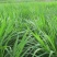 多年生黑麦草种子四季播种牧草草籽高产养殖生命力强
