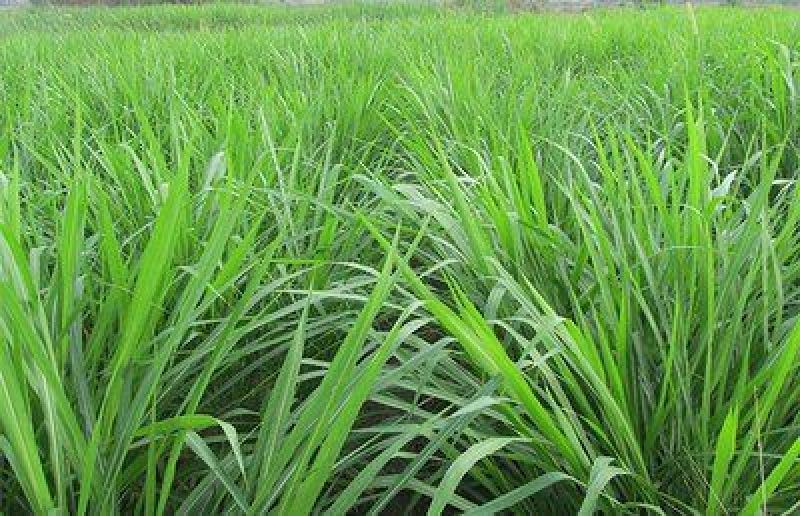 多年生黑麦草种子四季播种牧草草籽高产养殖生命力强