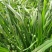 多年生黑麦草种子四季播种牧草草籽高产养殖生命力强
