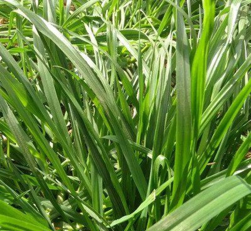 多年生黑麦草种子四季播种牧草草籽高产养殖生命力强