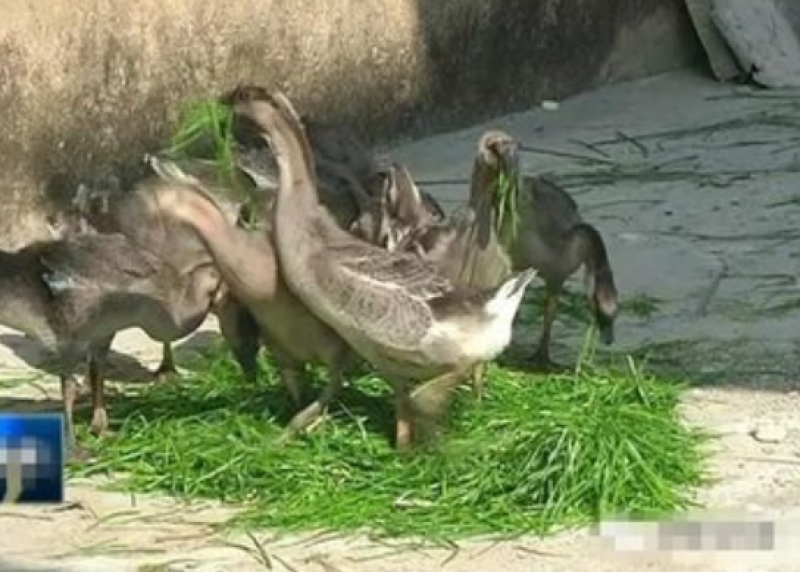 多年生黑麦草种子四季播种牧草草籽高产养殖生命力强
