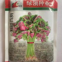 红苋菜种子绿领花红苋菜中熟耐热性较强
