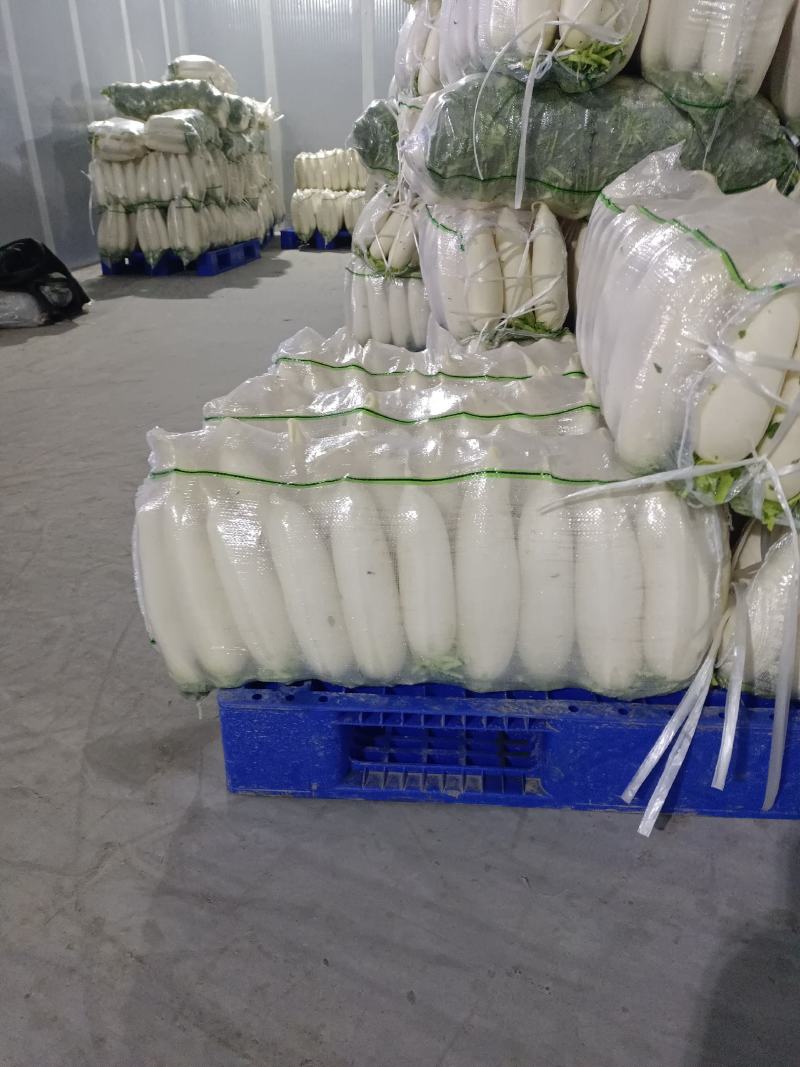 萝卜湖北天门，精品萝卜，万亩基地，提供各种包装！