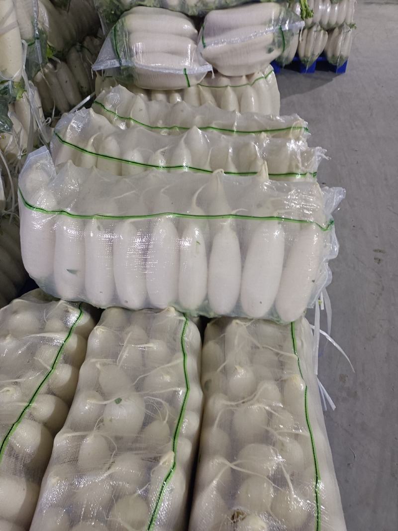 萝卜湖北天门，精品萝卜，万亩基地，提供各种包装！