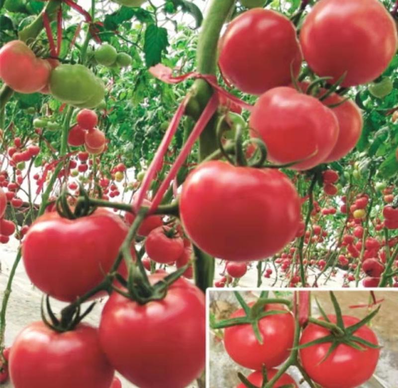 普罗旺斯种子原装进口普罗旺斯种子普罗旺斯西红柿种子