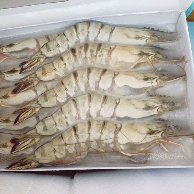特大黑虎虾新鲜活冻核酸消毒手续齐全安全放心虎虾斑节虾