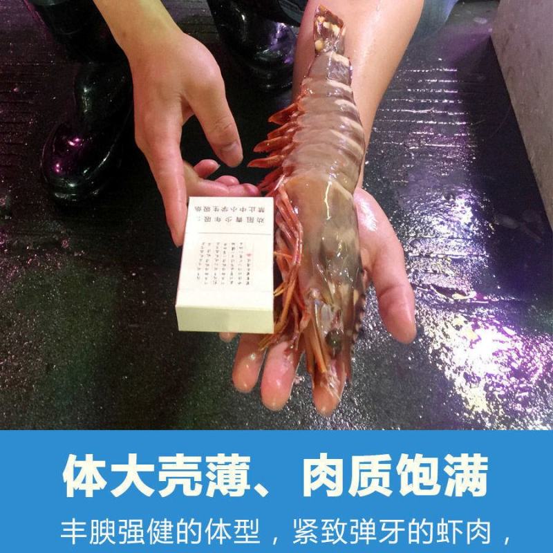特大黑虎虾新鲜活冻核酸消毒手续齐全安全放心虎虾斑节虾