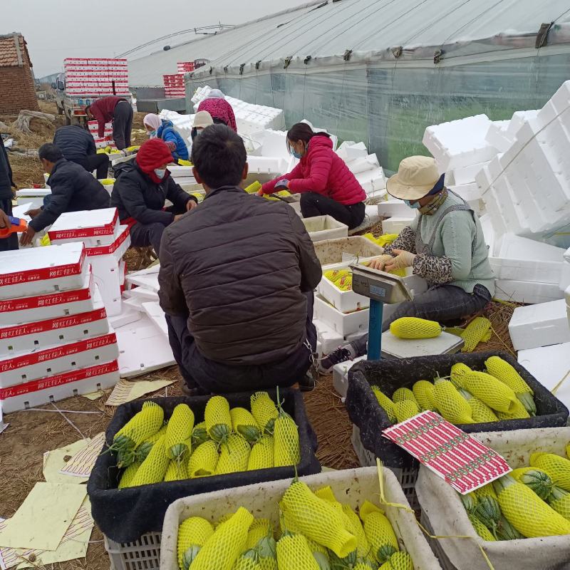 羊角蜜甜瓜盘古密甜瓜产地高温棚已上市瓜条口感好量大