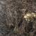 紫菀，干紫菀水洗无硫，够含量。。。。。。