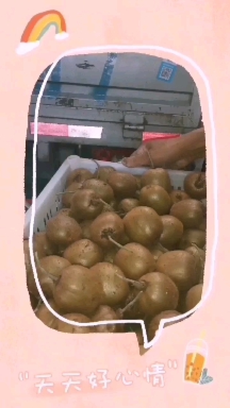 太白优生区优质徐香猕猴桃