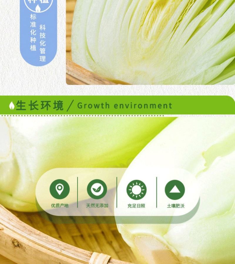 龙芽菜