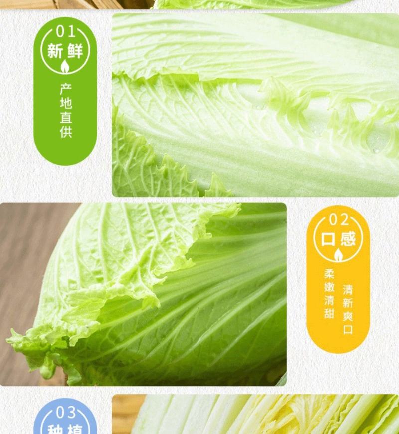 龙芽菜