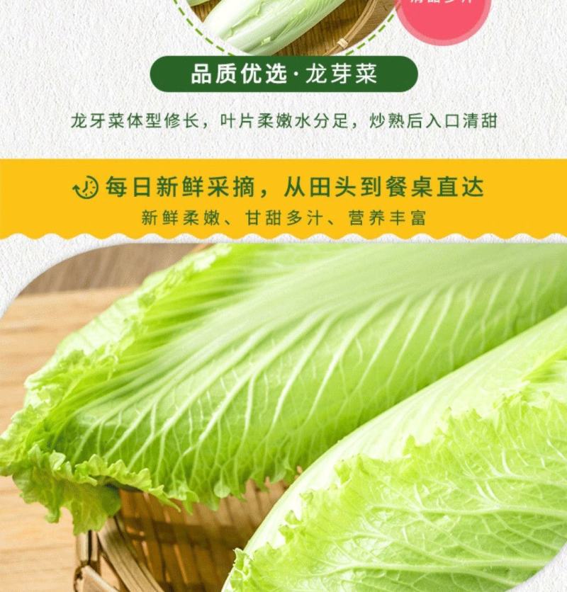 龙芽菜