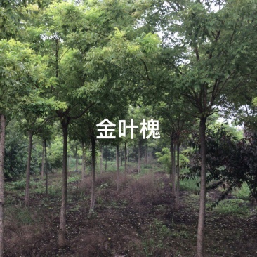 卖国槐树！金枝槐！金枝金叶槐！规格齐全！