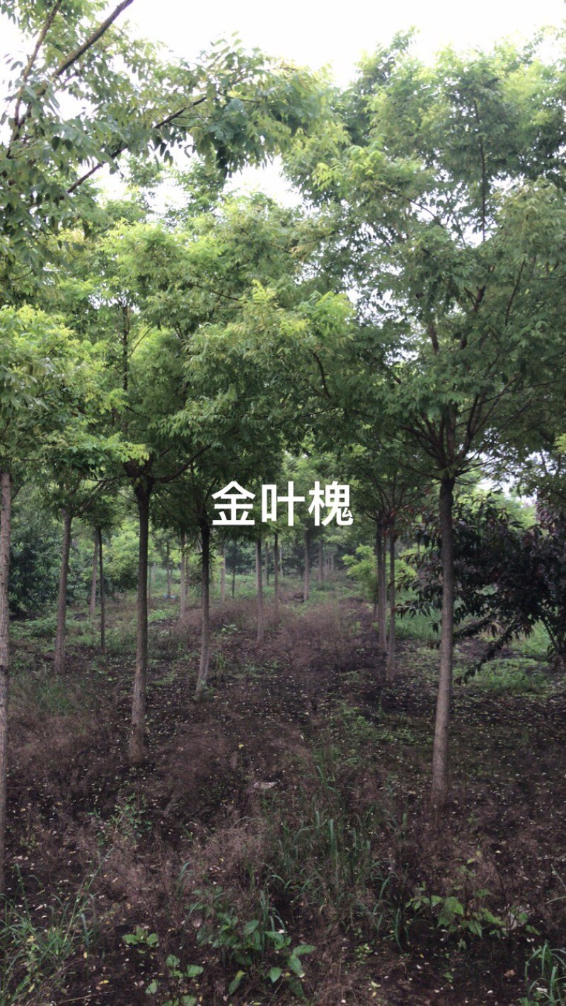 卖国槐树！金枝槐！金枝金叶槐！规格齐全！