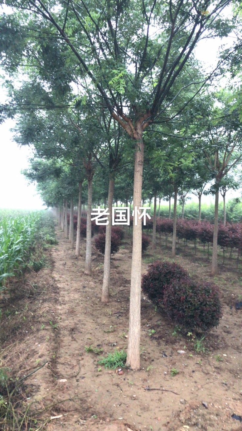 卖国槐树！金枝槐！金枝金叶槐！规格齐全！
