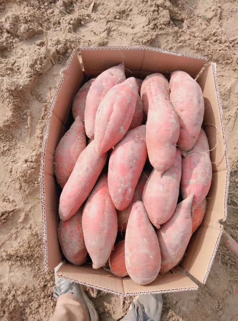 红薯，湖北大叶红红薯大量支持上挂车，质量保证，欢迎来电