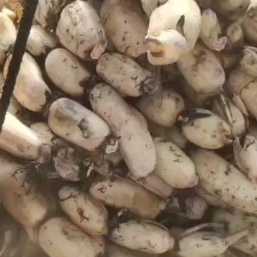 莲藕，精货35莲藕泗阳上车中，莲藕皮色特别白嫩，条形又好