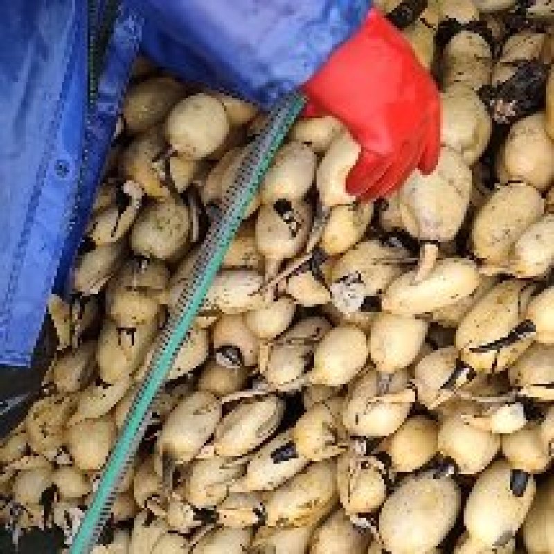 莲藕，精货35莲藕泗阳上车中，莲藕皮色特别白嫩，条形又好