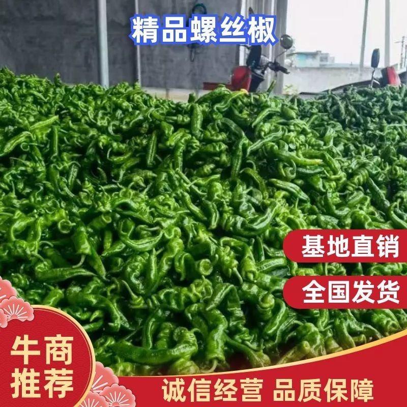【销量高】海南精品螺丝椒，万亩精品辣椒基地直供应