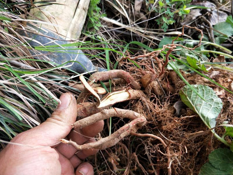 丹参，野生丹参，高山野丹参，生长年份久。整棵晒干的发货