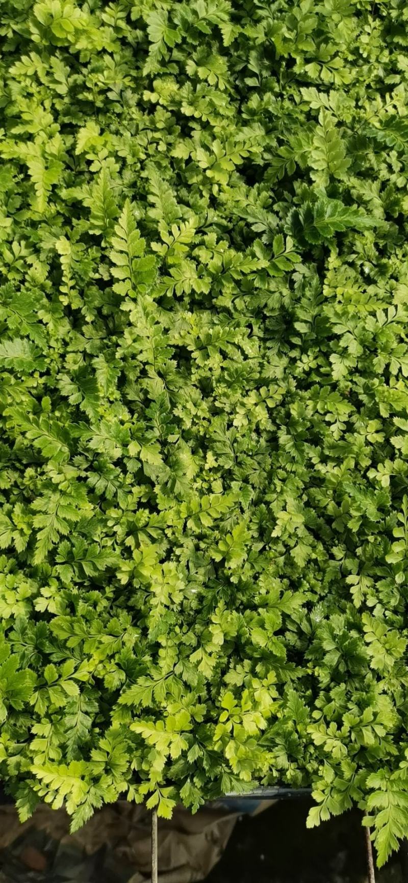 印度冬青蕨马来波士顿蕨直立肾蕨翡翠女王肾蕨盆栽种苗