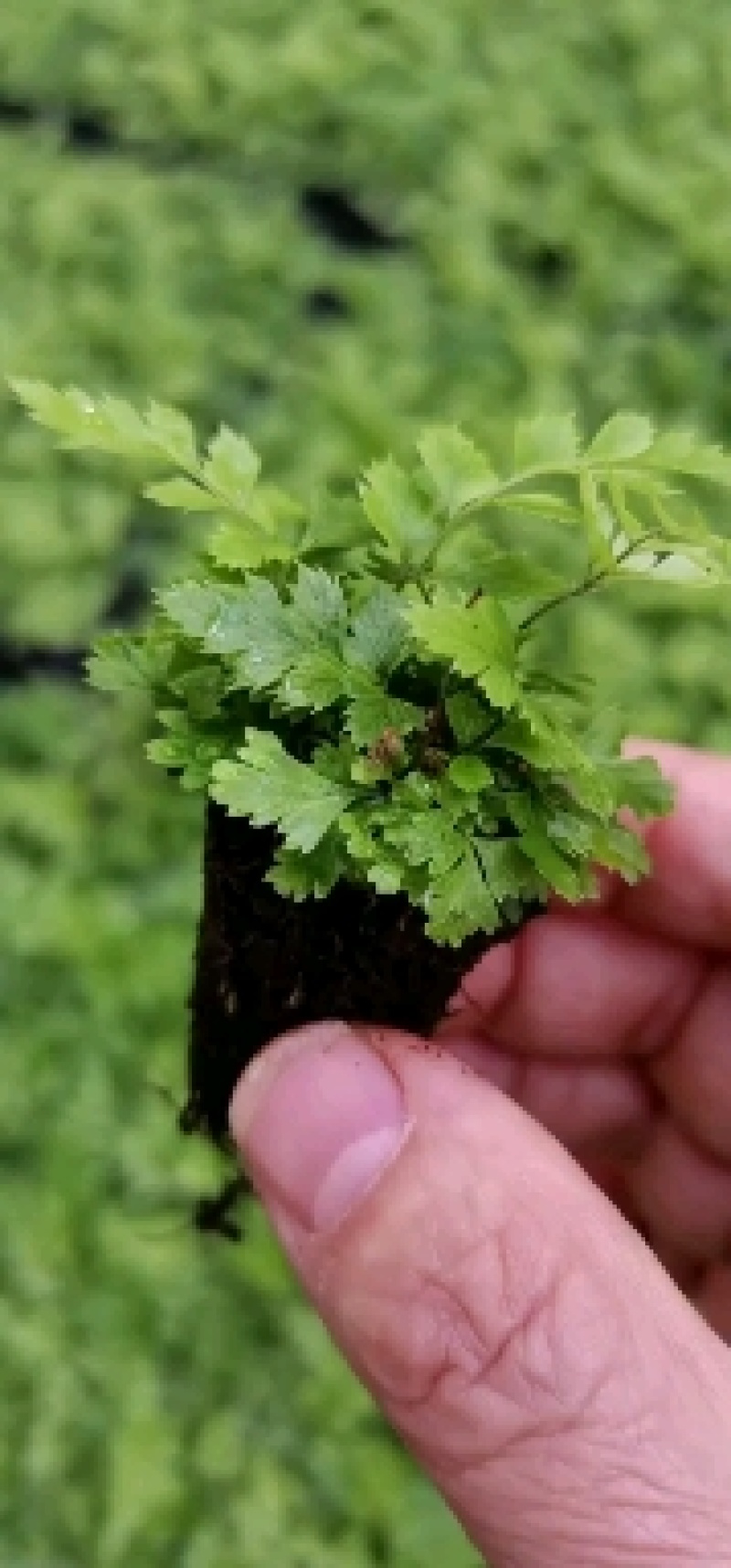 印度冬青蕨马来波士顿蕨直立肾蕨翡翠女王肾蕨盆栽种苗